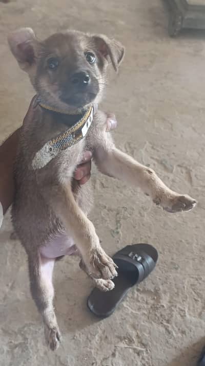bhagyari dog puppies