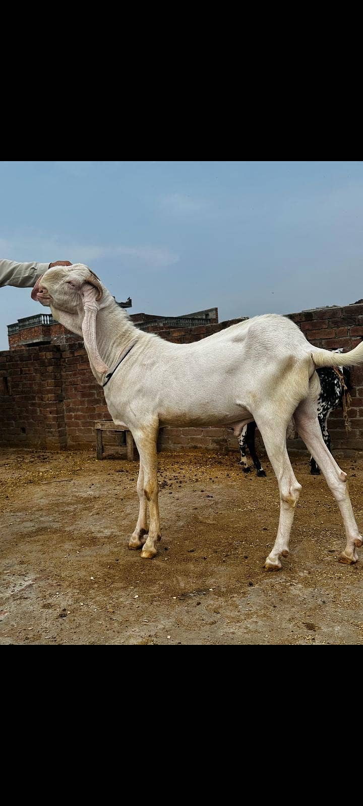 bakra 1