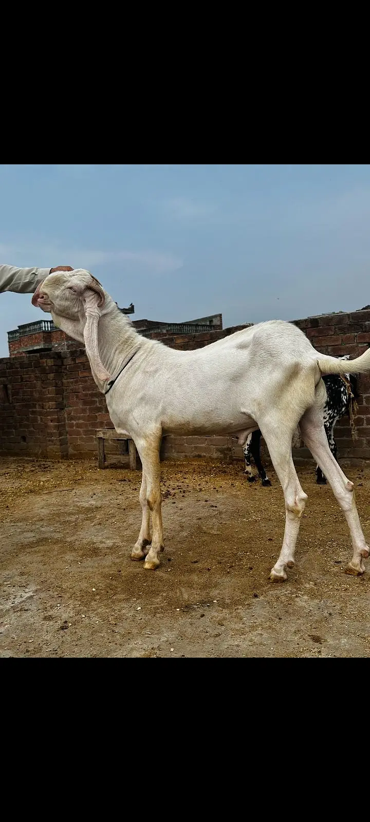 bakra — photo 2