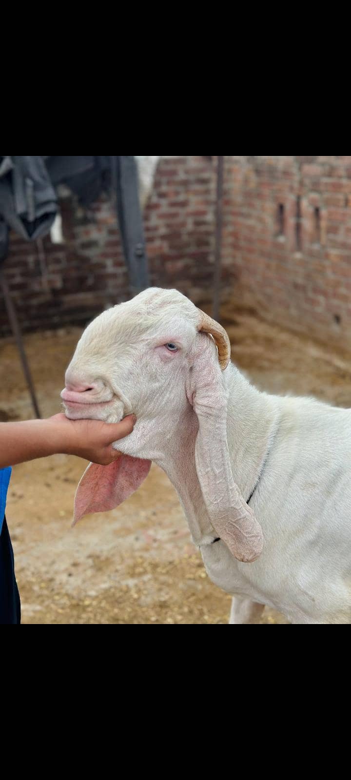 bakra 2