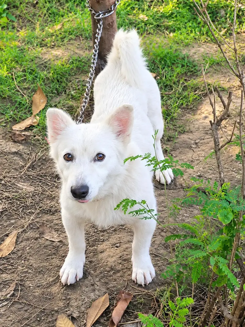Russian dog — photo 3