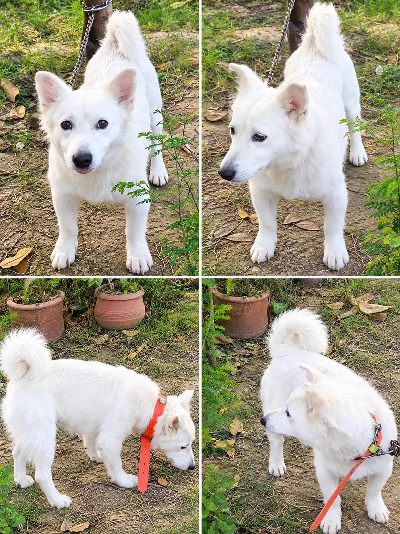 Russian dog — photo 4