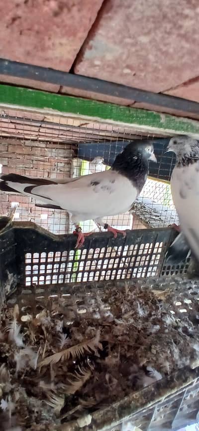 Sialkoti, Teddy, nankana wale,rampuri, surkha