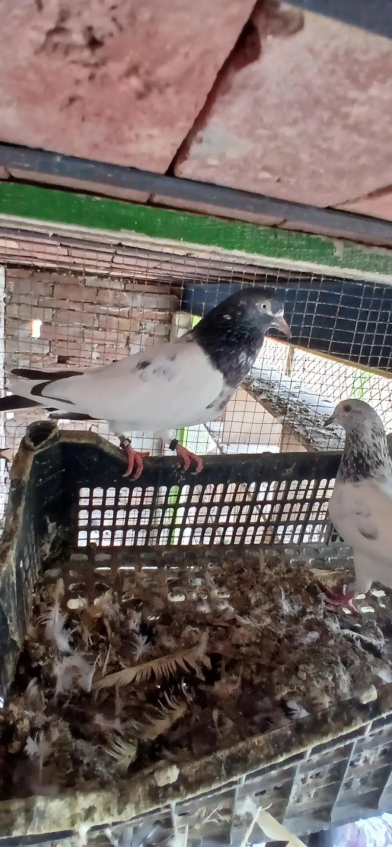 Sialkoti, Teddy, nankana wale,rampuri, surkha — photo 2