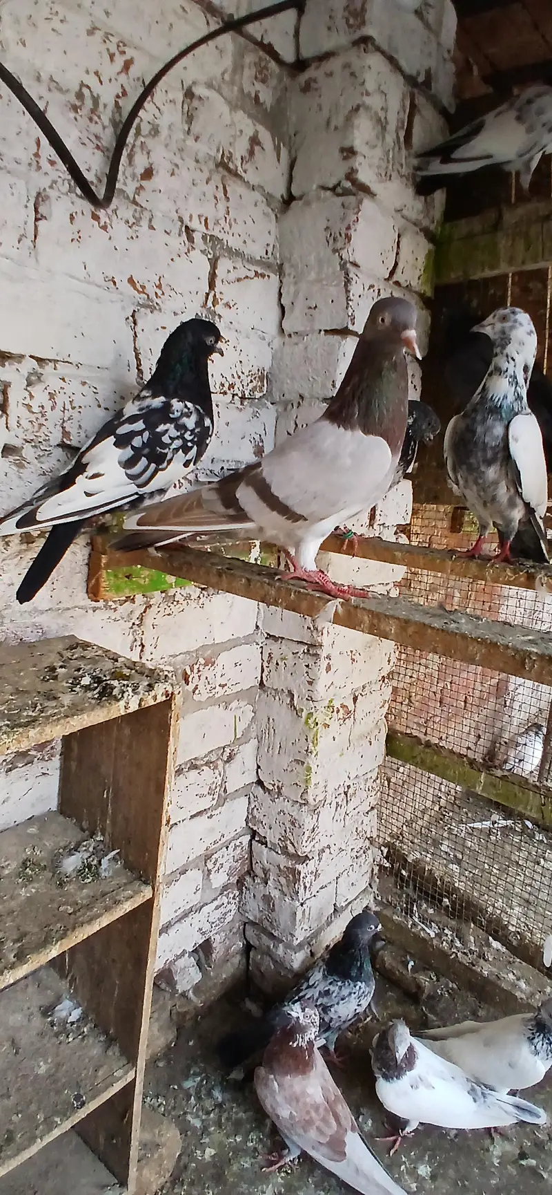 Sialkoti, Teddy, nankana wale,rampuri, surkha — photo 5