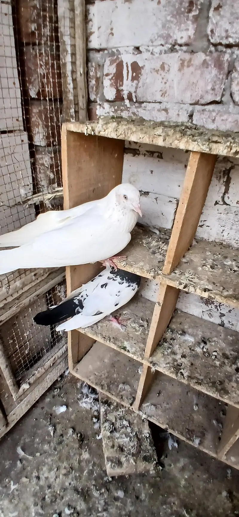 Sialkoti, Teddy, nankana wale,rampuri, surkha — photo 6