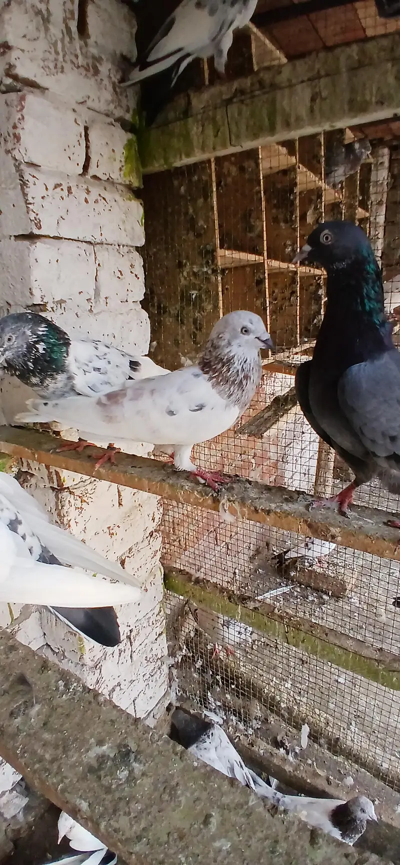 Sialkoti, Teddy, nankana wale,rampuri, surkha — photo 11