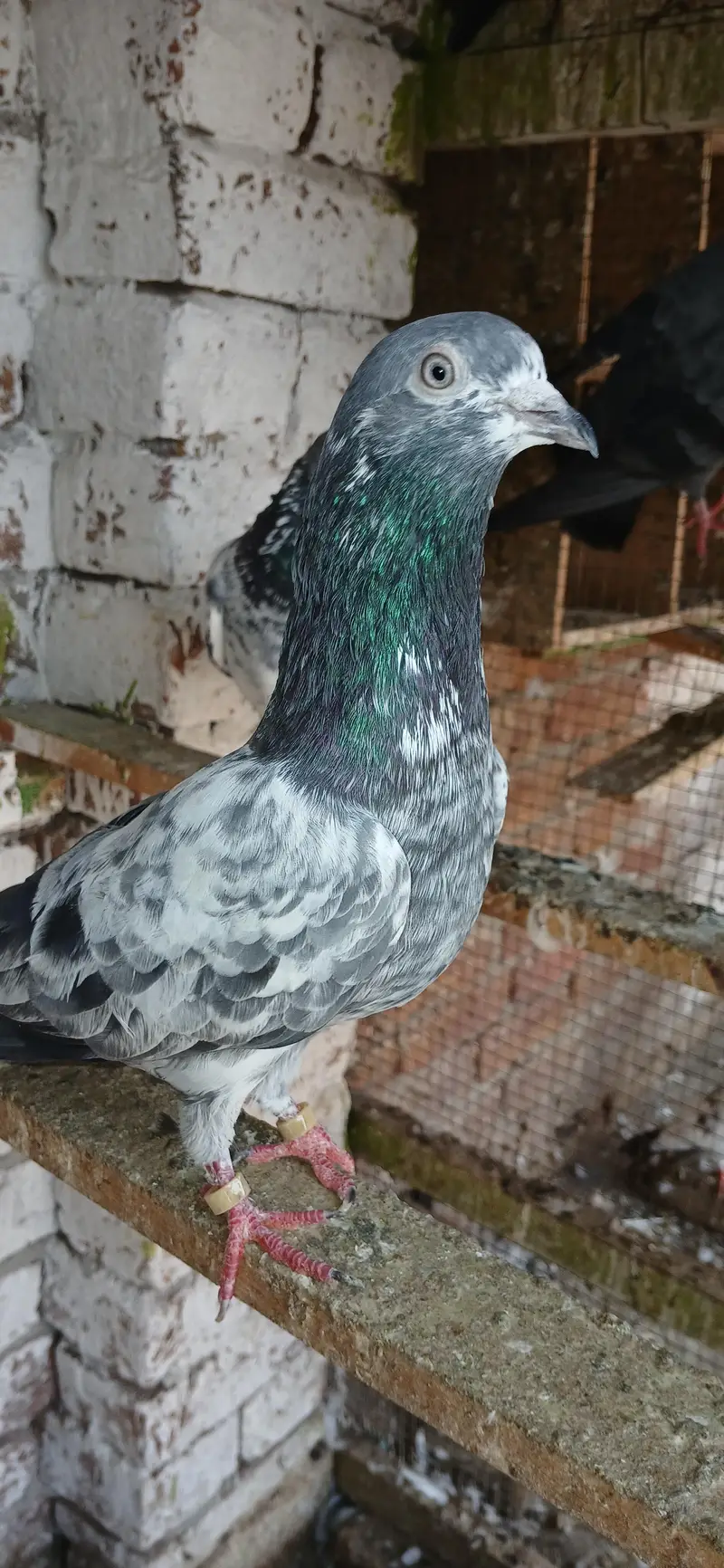 Sialkoti, Teddy, nankana wale,rampuri, surkha — photo 12