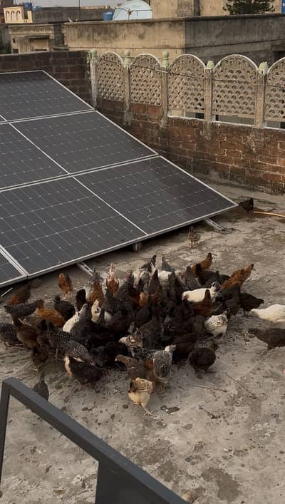 Chicks