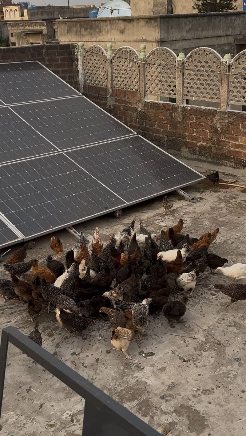 Chicks 0