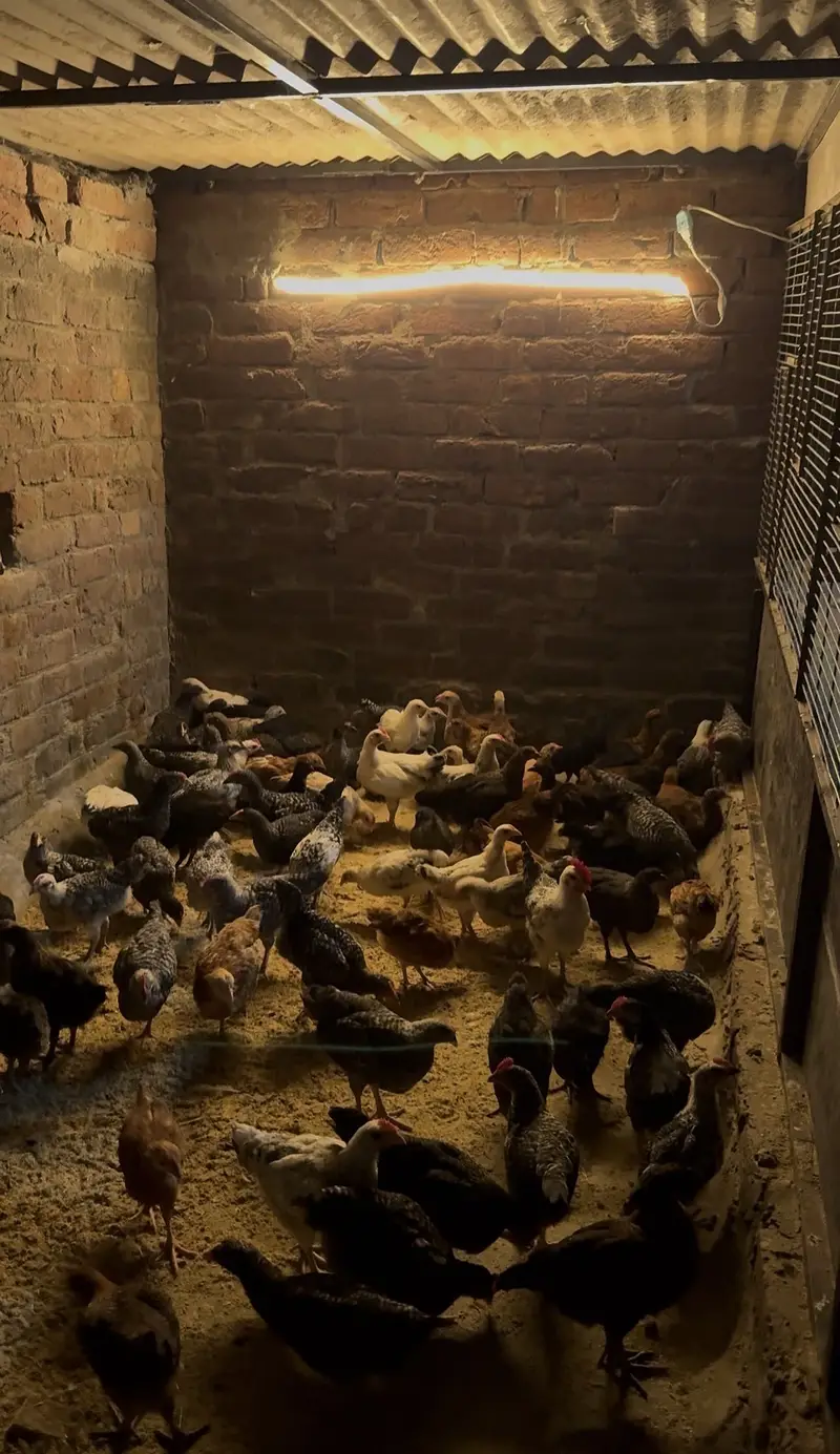 Chicks — photo 2