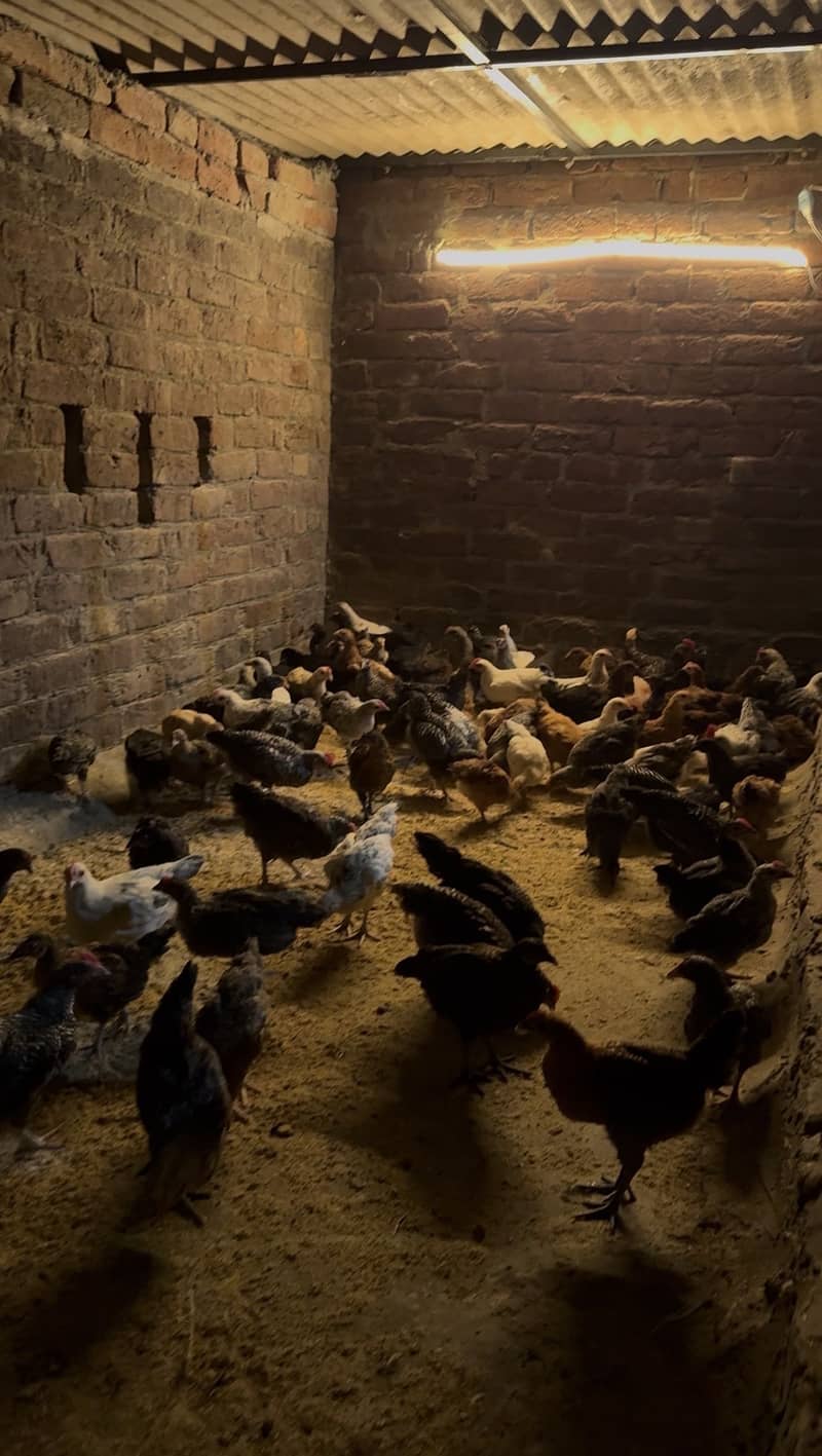 Chicks 2