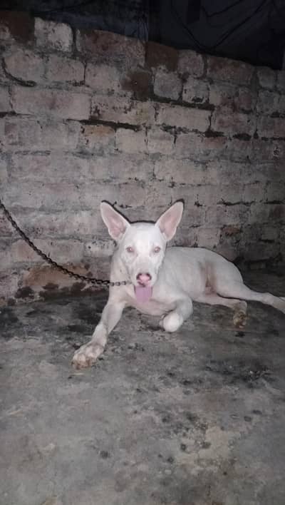 gultair dog