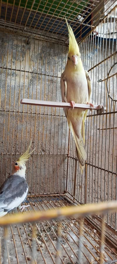 Cockatiel Phata