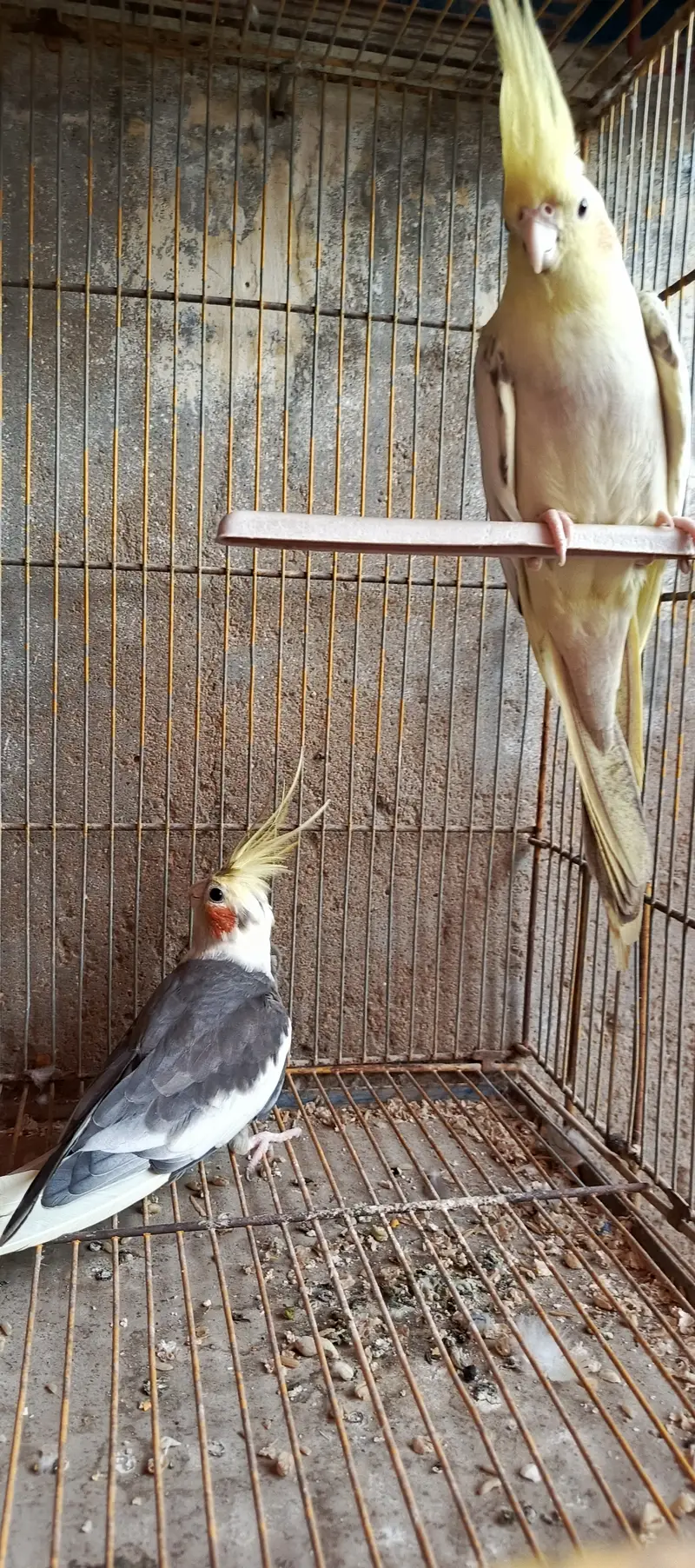Cockatiel Phata — photo 2
