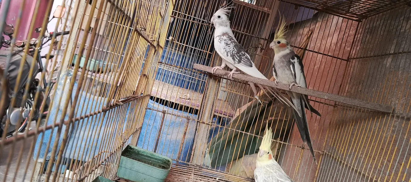 Cockatiel Phata — photo 3
