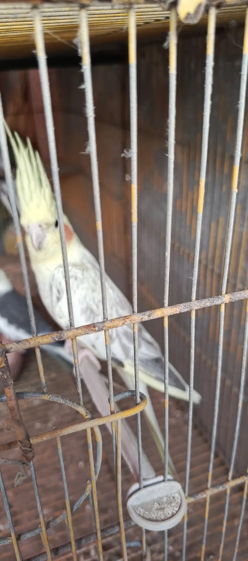 Cockatiel Phata — photo 4