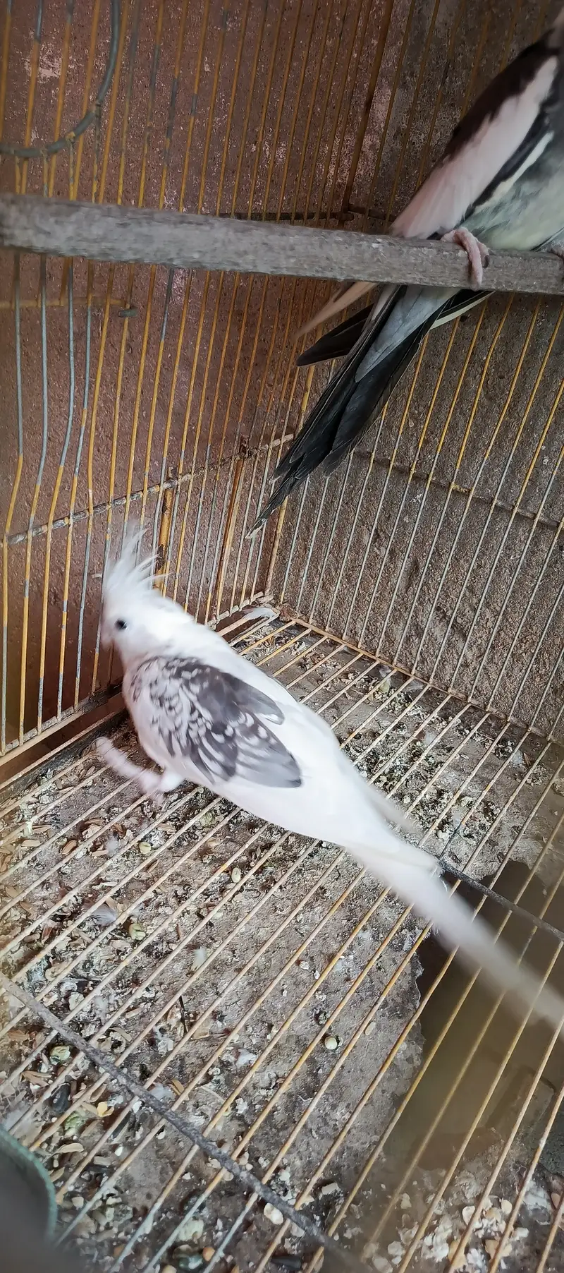 Cockatiel Phata — photo 5