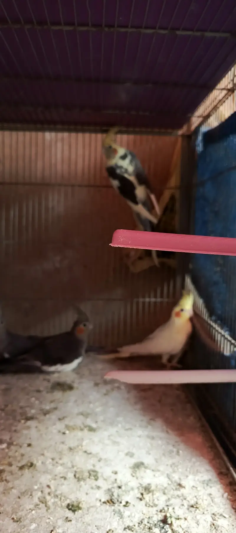 Cockatiel Phata — photo 6