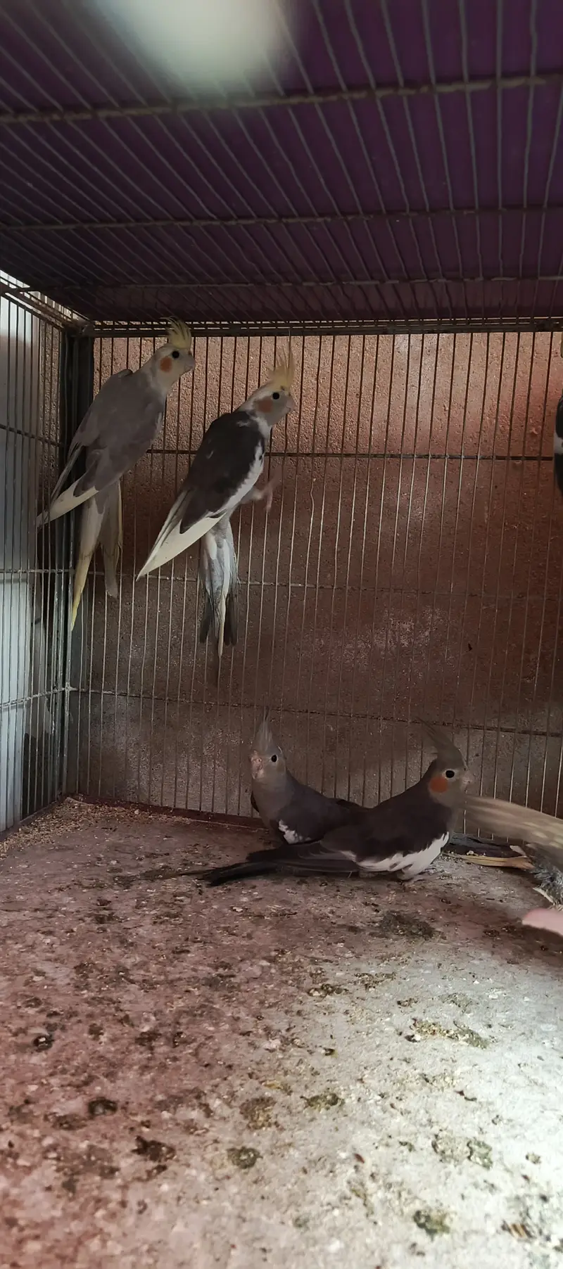 Cockatiel Phata — photo 7