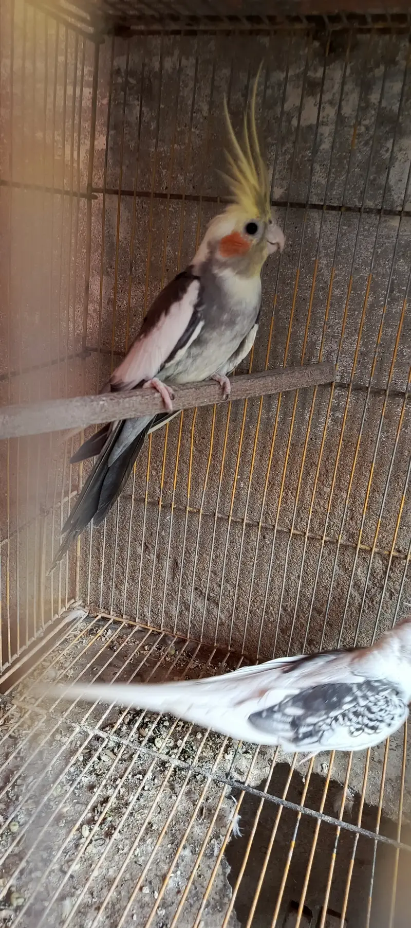 Cockatiel Phata — photo 8