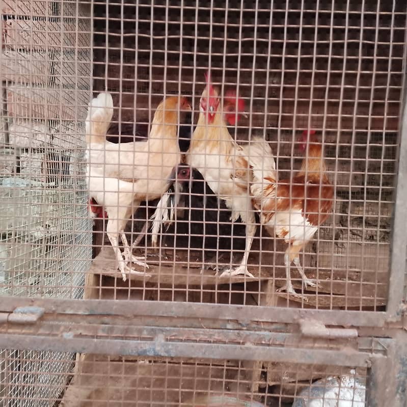 hens murga 0