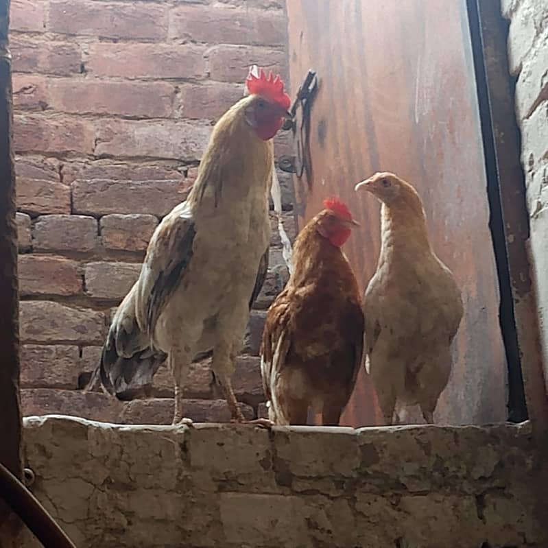 hens murga 1
