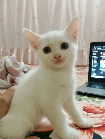 White Persian for sale