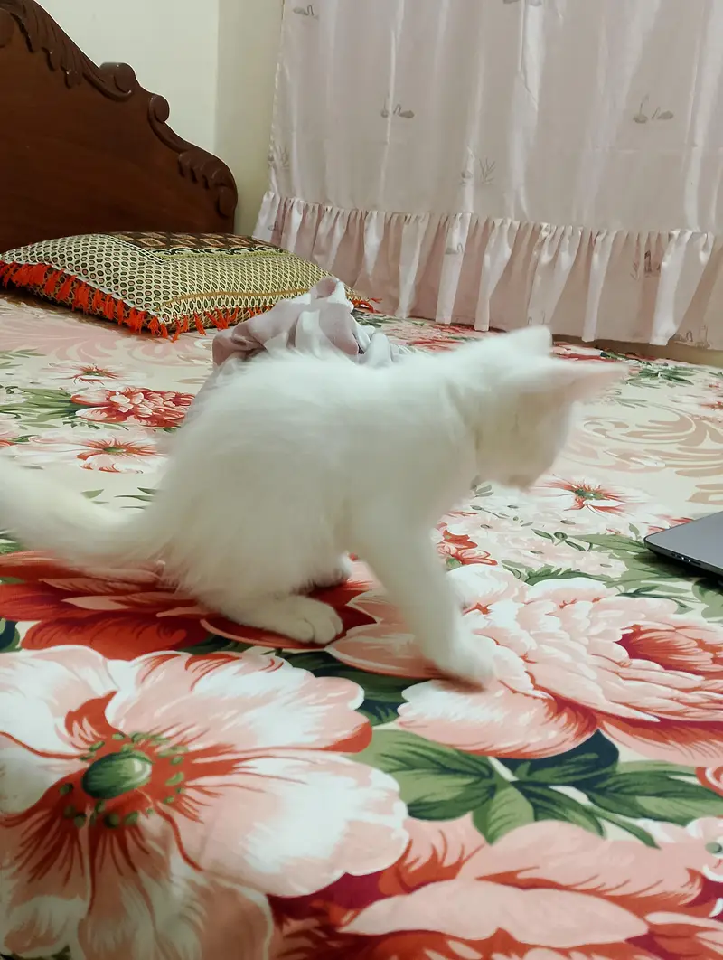 White Persian for sale — photo 2