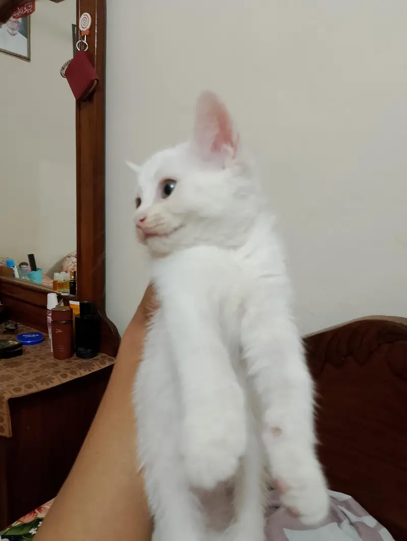 White Persian for sale — photo 3