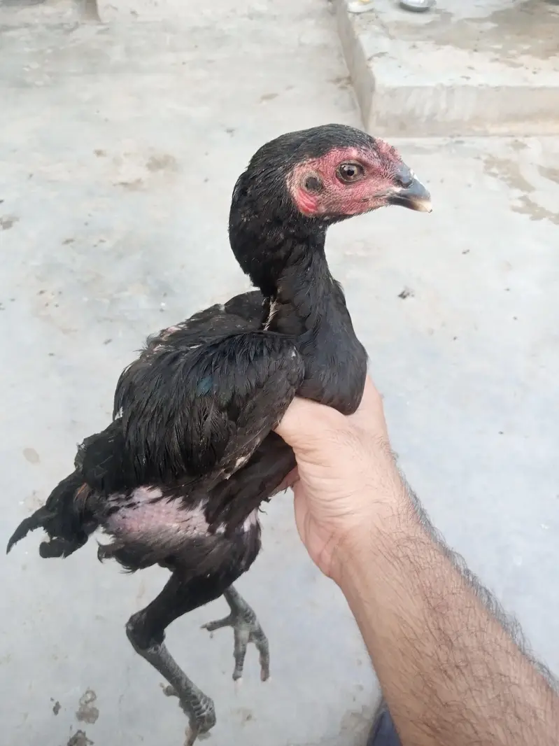 Tahi pokoye Aseel — photo 2