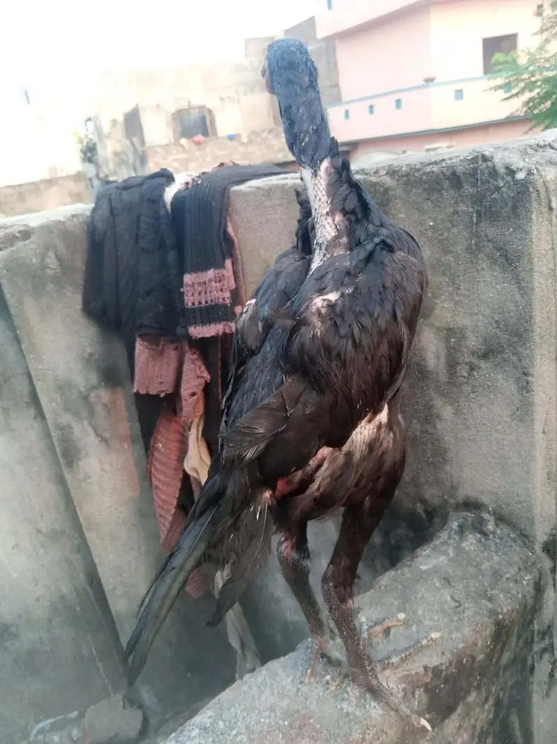 Tahi pokoye Aseel — photo 3