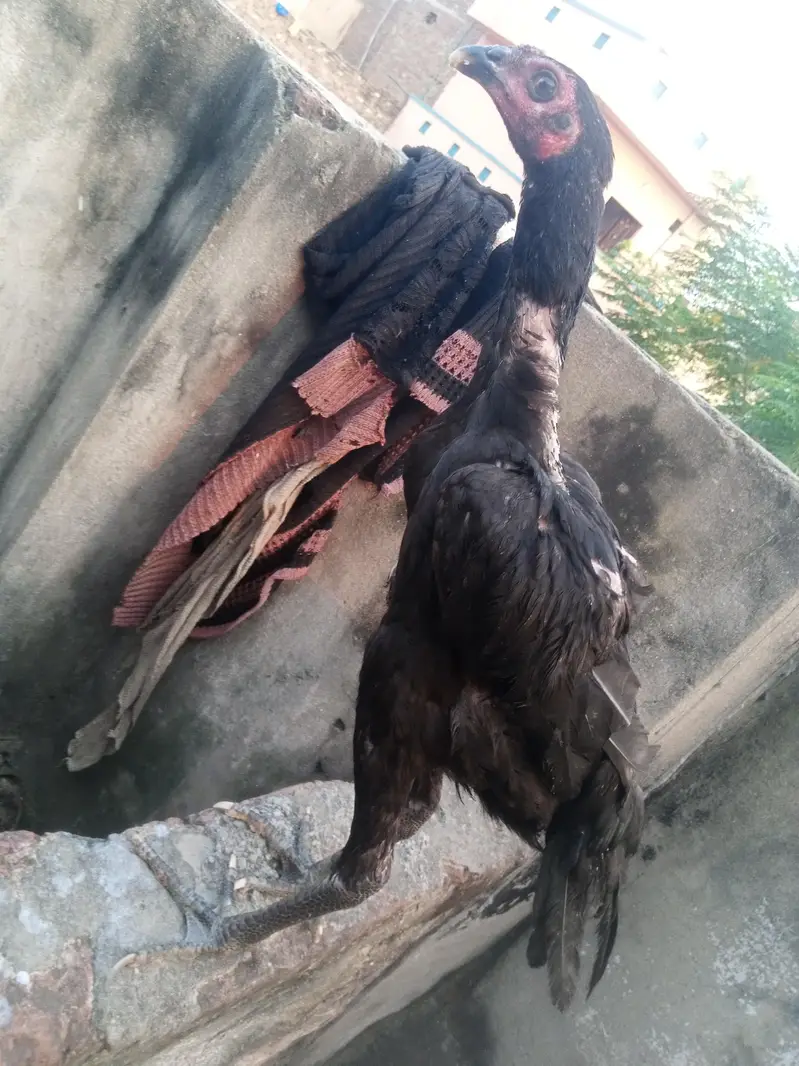 Tahi pokoye Aseel — photo 4