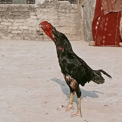 king size o Shamu murgi and thai Murga for sale