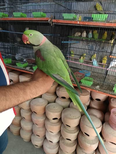 raw parrot male