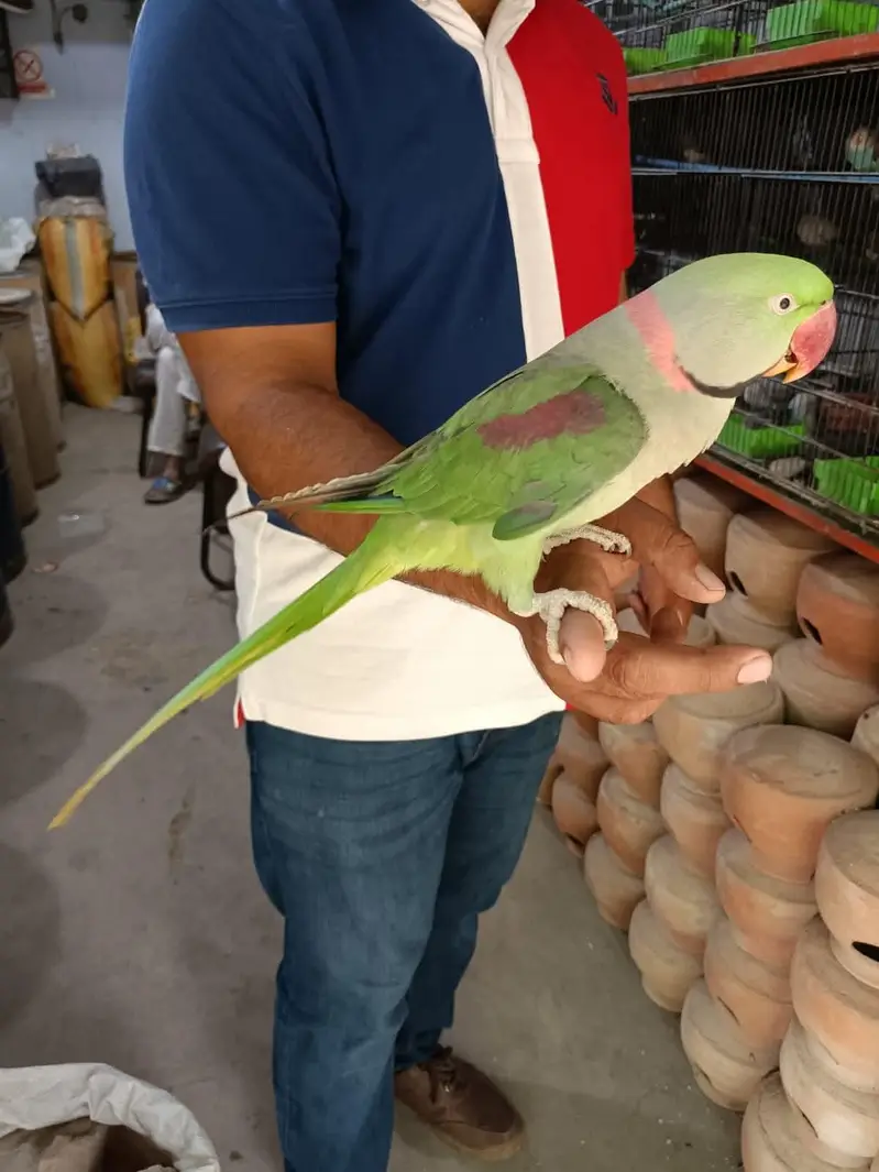 raw parrot male — photo 2
