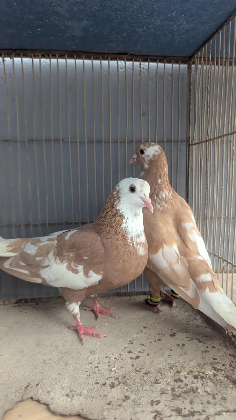 zard breeder pair available kachapara — photo 2