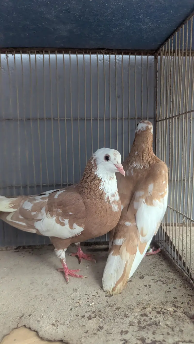 zard breeder pair available kachapara — photo 3