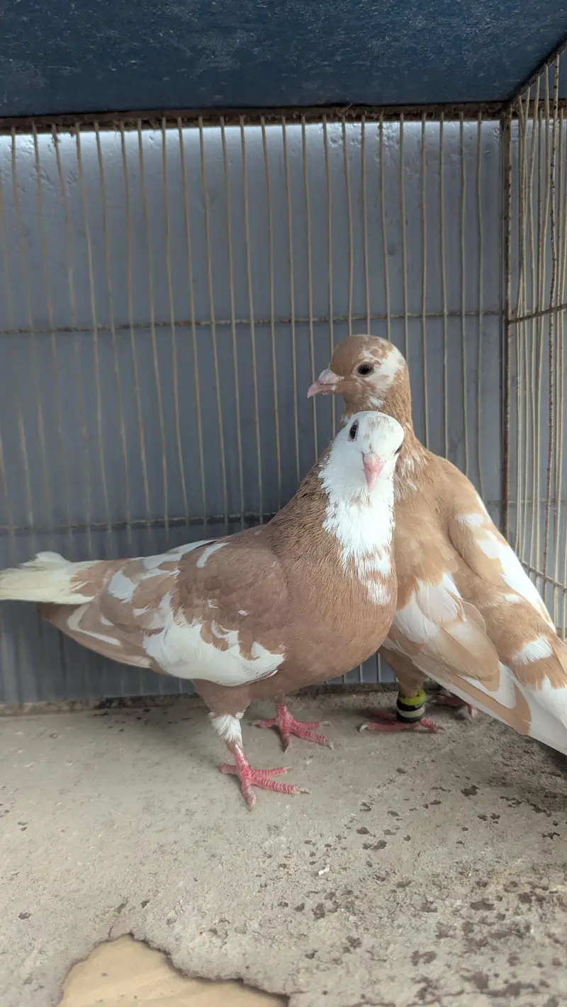 zard breeder pair available kachapara — photo 4