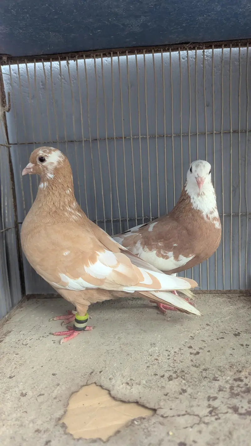 zard breeder pair available kachapara — photo 5