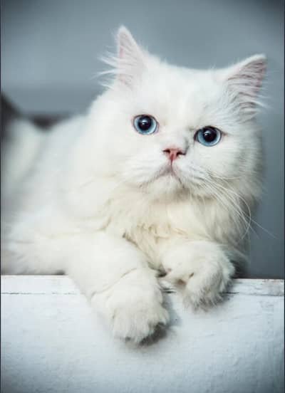 two male cats for meeting