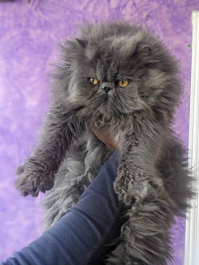 two male cats for meeting