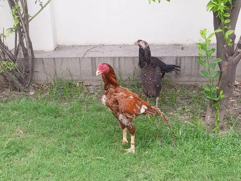 pure mianwali aseel trio — photo 2