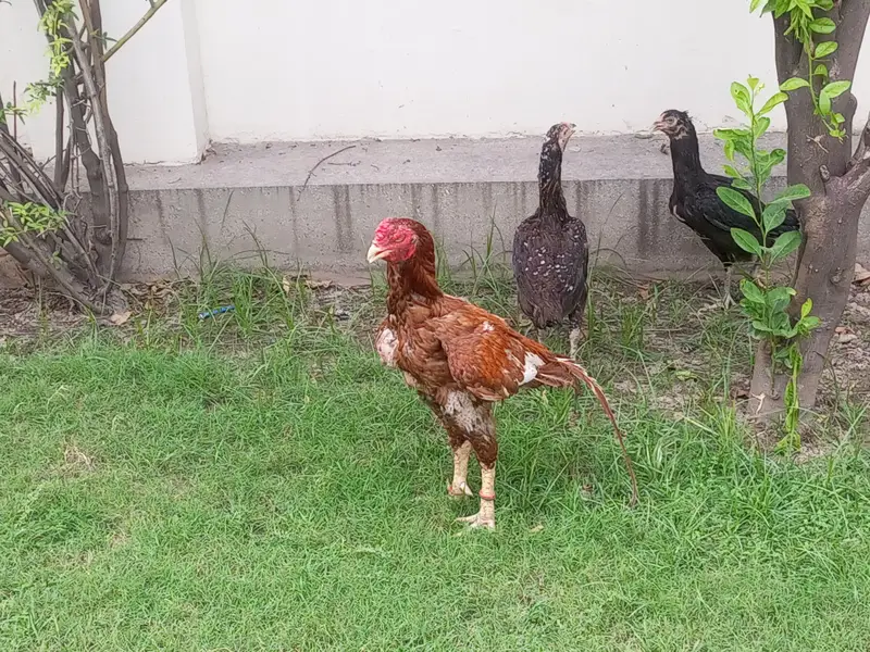 pure mianwali aseel trio — photo 3