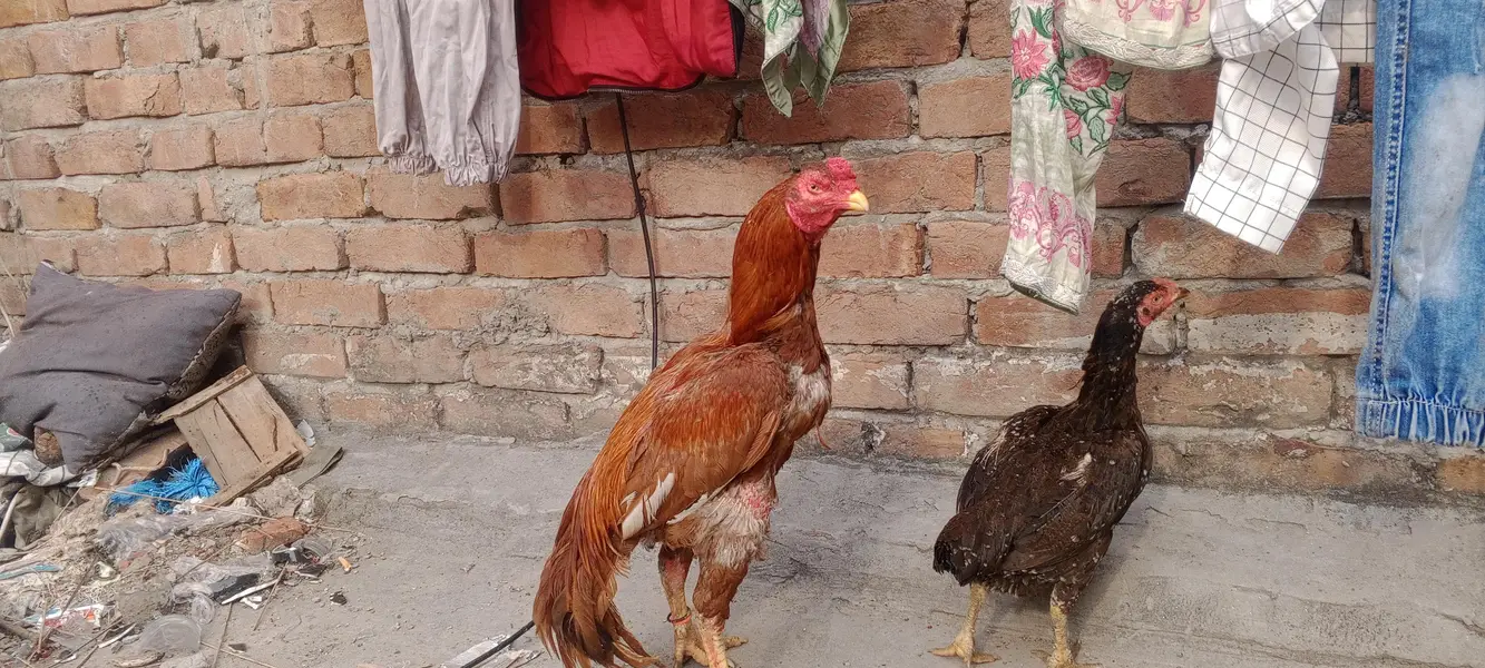 pure mianwali aseel trio — photo 8