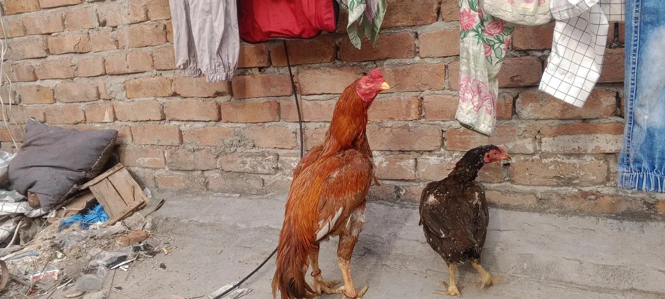 pure mianwali aseel trio — photo 9