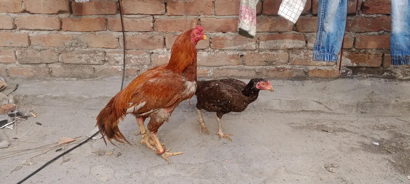 pure mianwali aseel trio — photo 10