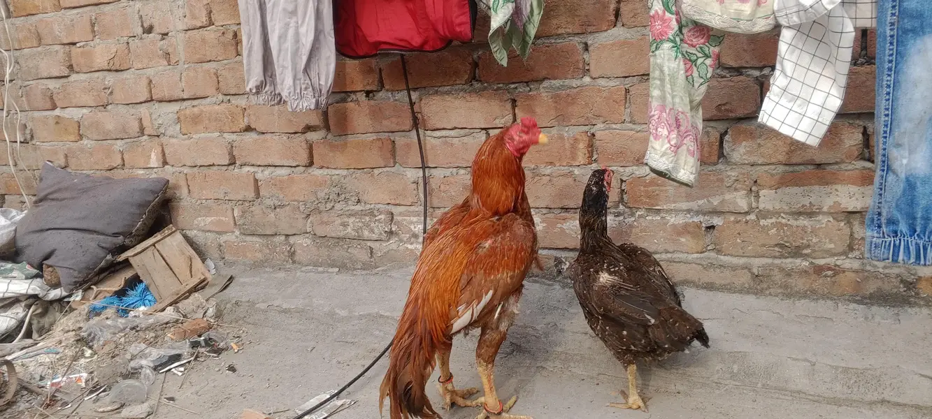 pure mianwali aseel trio — photo 11