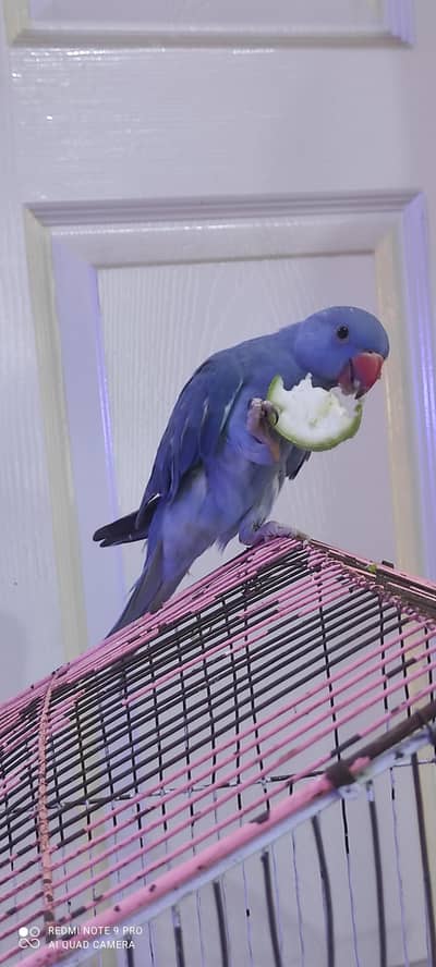 Voilet dubble factor quality Tamed male