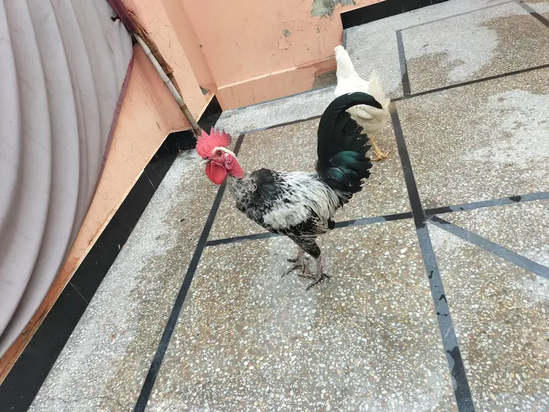 ghr ka pair ha murgi egg ka Liya tyar ha — photo 2
